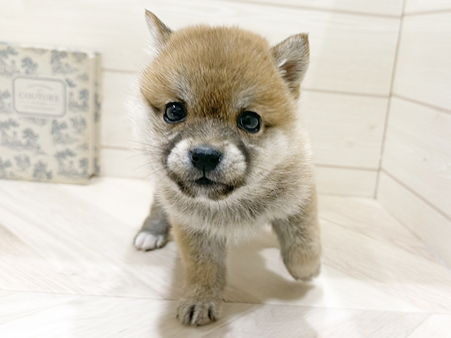 愛知県の豆柴 (ペッツファースト岡崎店/2025年11月25日生まれ/女の子/赤)の子犬の1枚目の画像