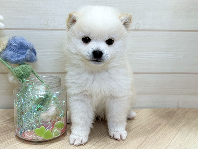 大阪府のポメ柴/豆ポメ/ポメ豆柴(ポメラニアン×柴犬) (ペッツファーストららぽーと門真店/2025年11月24日生まれ/男の子/白)の子犬の1枚目の画像