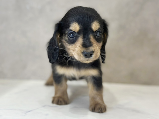 京都府のミニチュアダックスフンド(ロング) (ペッツファースト京都四条河原町店/2025年11月25日生まれ/女の子/ブラックタン)の子犬の1枚目の画像