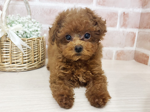 埼玉県のトイプードル(タイニー) (ペッツファースト入間店/2025年11月25日生まれ/女の子/レッド)の子犬の1枚目の画像