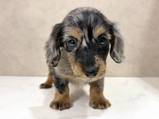 ミニチュアダックスフンド