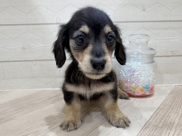 ミニチュアダックスフンド