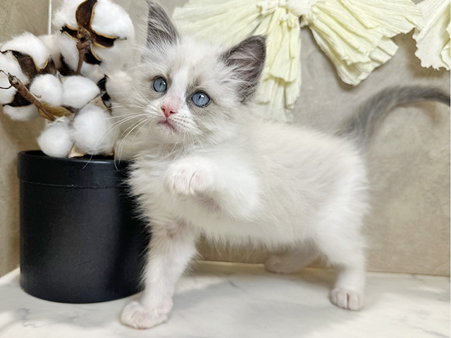 兵庫県のラグドール (ペッツファースト神戸三宮センター街店/2025年11月10日生まれ/女の子/ブルーポイントバイカラー)の子猫