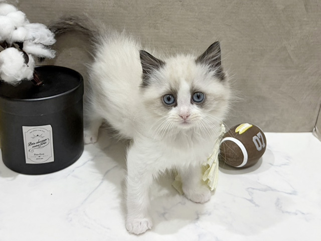 大阪府のラグドール (ペッツファースト難波店/2025年11月11日生まれ/女の子/シールポイントバイカラー)の子猫の1枚目の画像