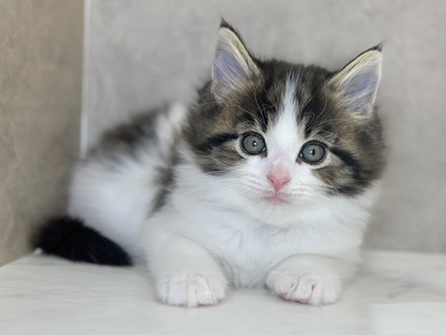 京都府のメインクーン (ペッツファースト京都四条河原町店/2025年11月18日生まれ/男の子/ブラウンタビーホワイト)の子猫の1枚目の画像