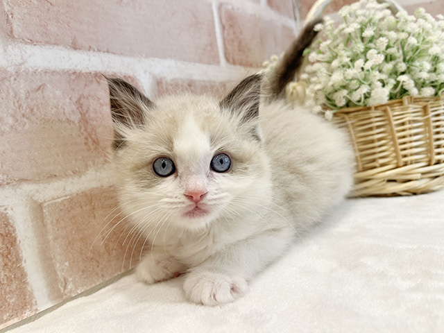 東京都のラグドール (ペッツファースト広尾店/2025年11月24日生まれ/男の子/シールポイントバイカラー)の子猫の1枚目の画像