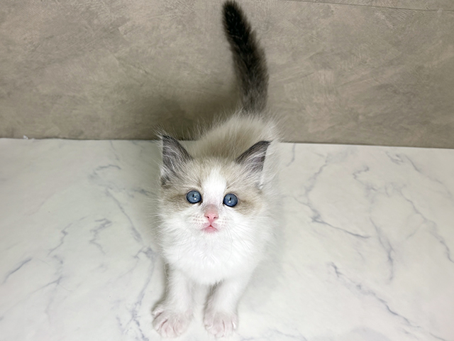 福岡県のラグドール (ペッツファースト福津店/2025年11月24日生まれ/男の子/シールポイントバイカラー)の子猫の1枚目の画像