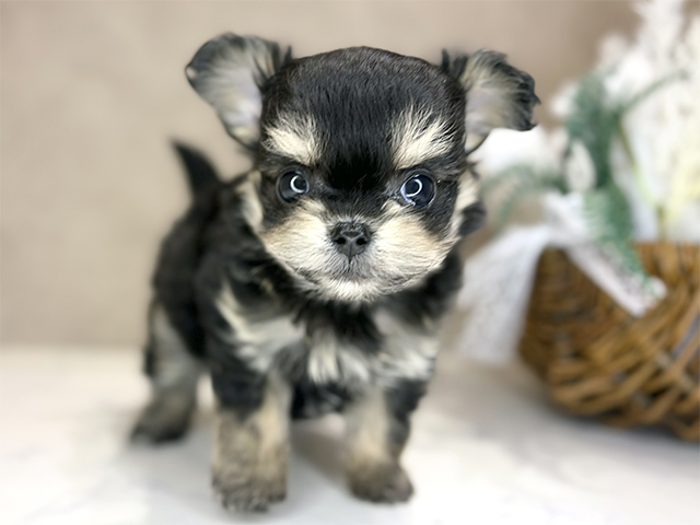 大阪府のチワプー/プーチー(チワワ×プードル) (ペッツファースト茶屋町店/2025年11月23日生まれ/男の子/ブラッククリーム)の子犬