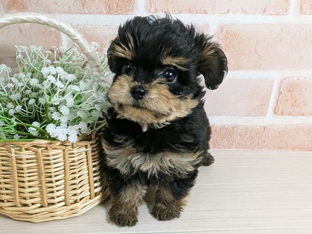 広島県のチワプー/プーチー(チワワ×プードル) (ペッツファースト広島本通店/2025年11月23日生まれ/女の子/ブラックタン)の子犬