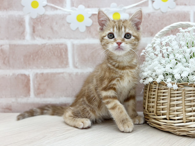 アメリカンショートヘアー