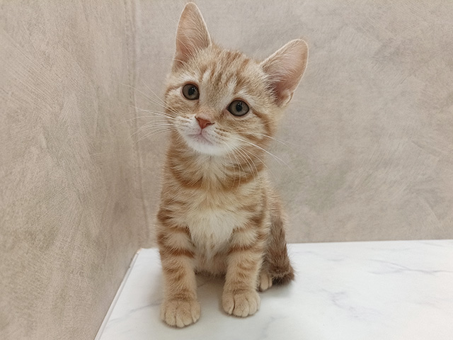 アメリカンショートヘアー