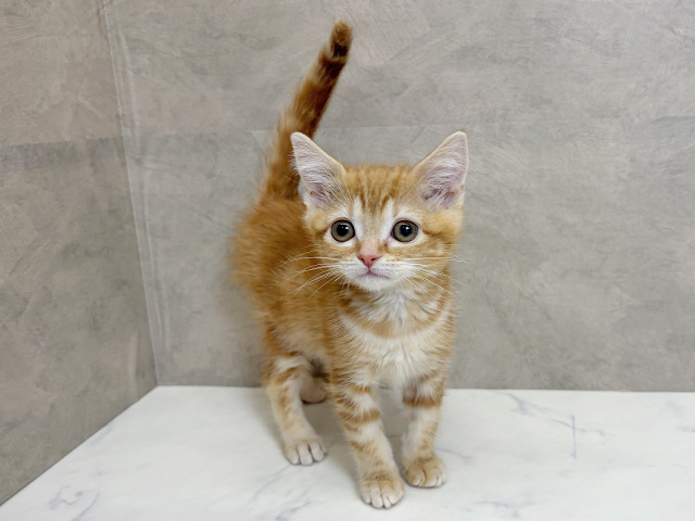 神奈川県のアメリカンショートヘアー (ペッツファースト大和鶴間店/2025年11月22日生まれ/女の子/レッドタビー)の子猫の1枚目の画像