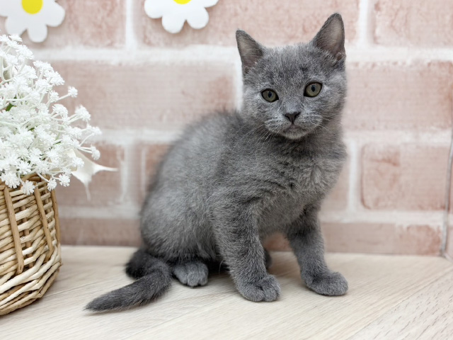 東京都のシャルトリュー (ペッツファーストfor cats武蔵小山店/2025年11月21日生まれ/女の子/ブルー)の子猫