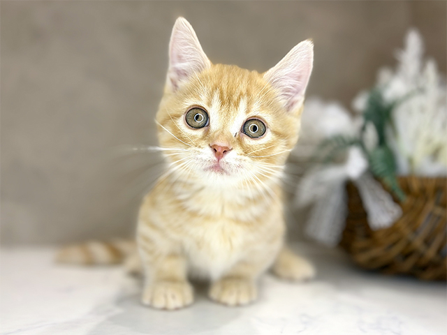 大阪府のジェネッタ (ペッツファースト茶屋町店/2025年11月19日生まれ/男の子/レッドスポッテッドタビー)の子猫の1枚目の画像