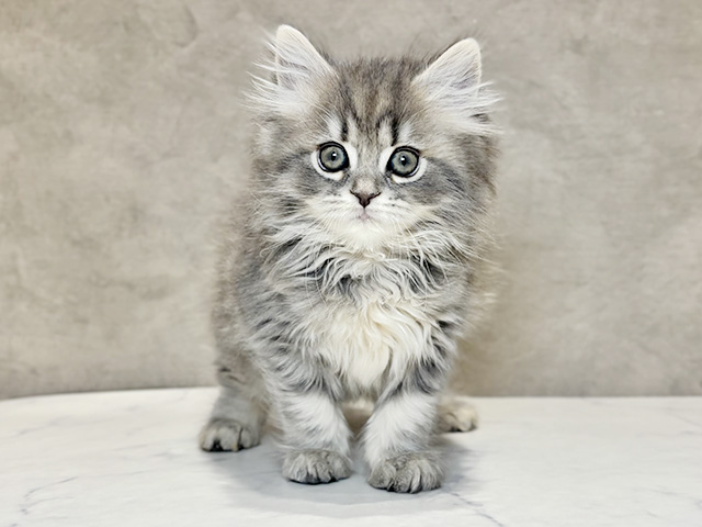 東京都のサイベリアン (ペッツファースト神楽坂店/2025年11月22日生まれ/女の子/ブルータビー)の子猫