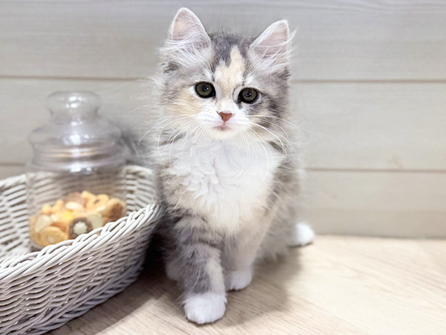 群馬県のサイベリアン (ペッツファースト高崎店/2025年11月21日生まれ/女の子/ダイリュートキャリコ)の子猫の1枚目の画像