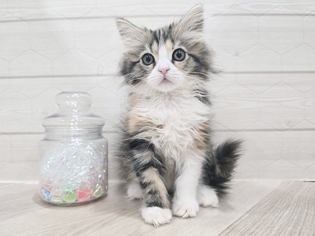 東京都のサイベリアン (ペッツファースト吉祥寺サンロード店/2025年11月22日生まれ/女の子/ブラウンパッチドタビーホワイト)の子猫