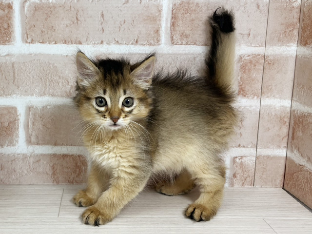 広島県のソマリ (ペッツファースト広島本通店/2025年11月21日生まれ/男の子/ルディ)の子猫の1枚目の画像