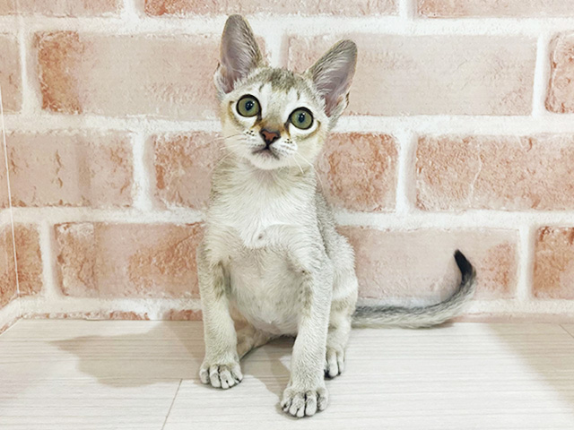 神奈川県のシンガプーラ (ペッツファーストfor cats横浜元町店/2025年11月19日生まれ/男の子/セピアアグーティ)の子猫の1枚目の画像