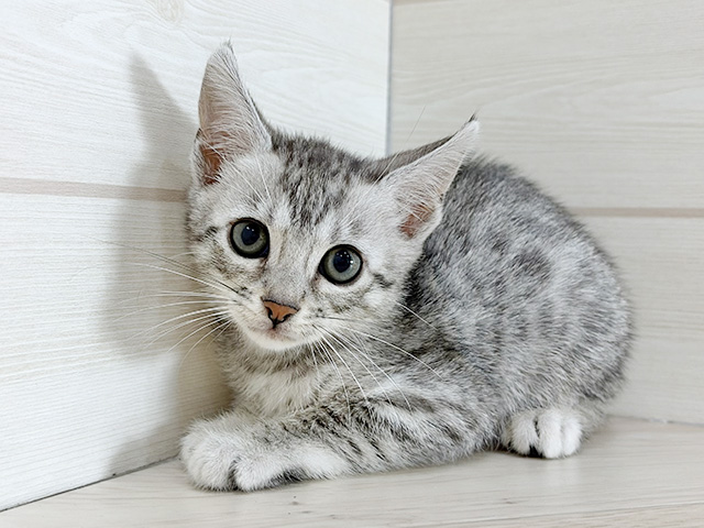 兵庫県のエジプシャンマウ (ペッツファースト神戸元町店/2025年11月21日生まれ/女の子/シルバー)の子猫