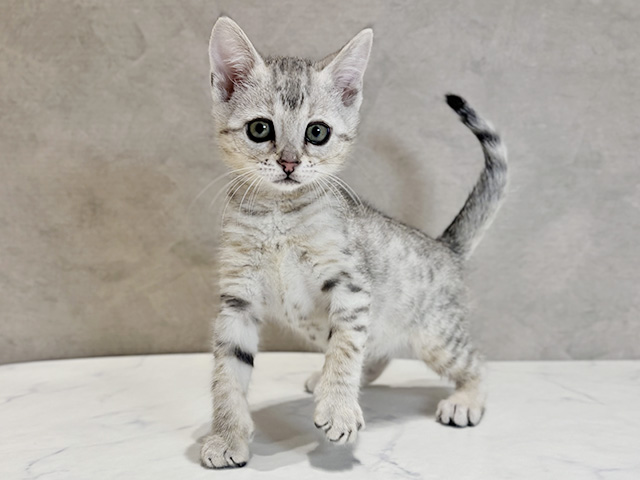 エジプシャンマウ