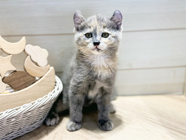 アメリカンカール