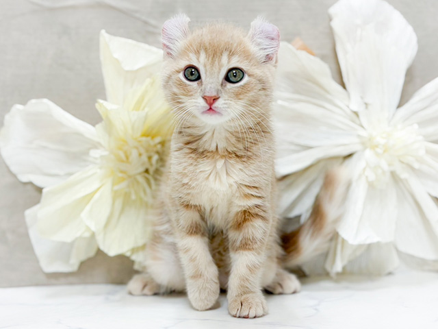 東京都のアメリカンカール (ペッツファースト恵比寿店/2025年11月21日生まれ/男の子/クリームタビー)の子猫