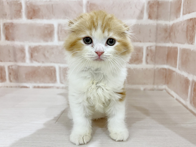 神奈川県のスコティッシュフォールド (ペッツファーストfor cats横浜元町店/2025年11月21日生まれ/男の子/レッドタビーホワイト)の子猫の1枚目の画像