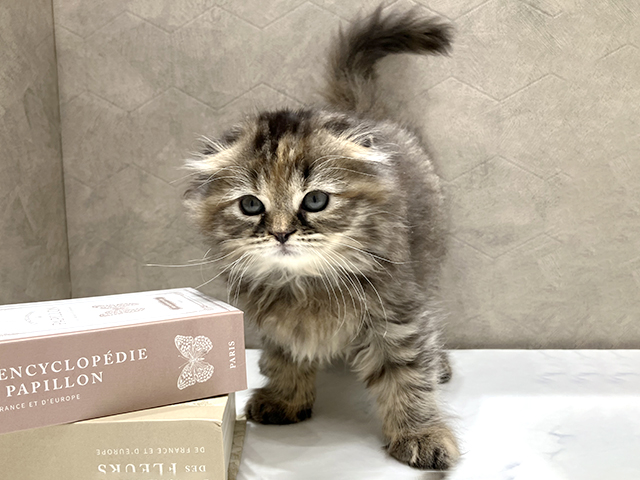 スコティッシュフォールド