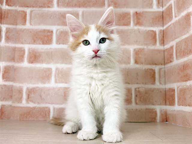 埼玉県のノルウェージャンフォレストキャット (ペッツファーストさいたま新都心店/2025年11月20日生まれ/男の子/クリームタビーホワイト)の子猫の1枚目の画像