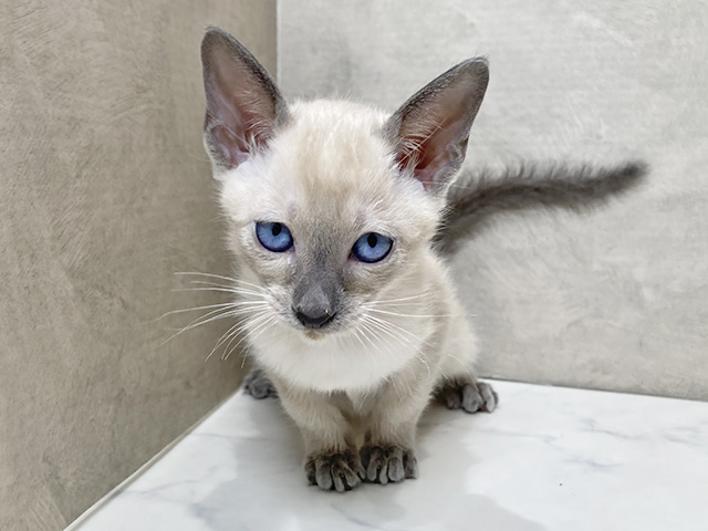 静岡県のシャム (ペッツファースト富士宮店/2025年11月22日生まれ/女の子/ライラックポイント)の子猫