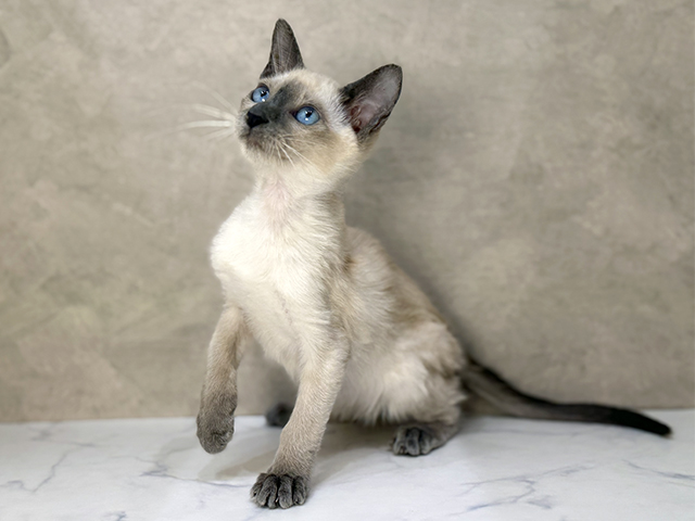 東京都のシャム (ペッツファーストららぽーと立川立飛店/2025年11月19日生まれ/女の子/ブルーポイント)の子猫の1枚目の画像