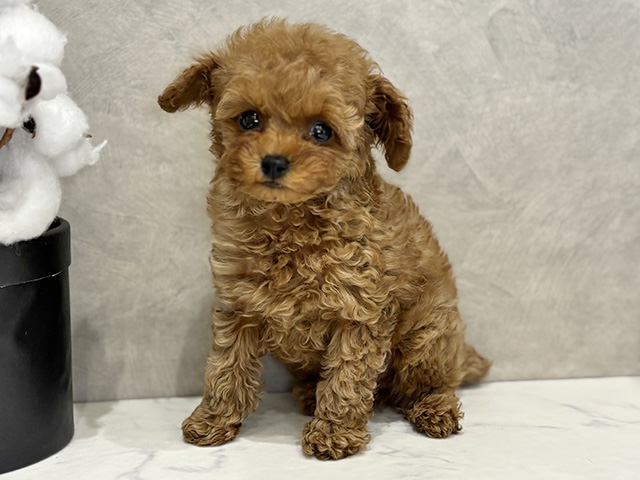 愛知県のトイプードル(トイ) (ペッツファースト名古屋栄店/2025年11月24日生まれ/男の子/レッド)の子犬の1枚目の画像