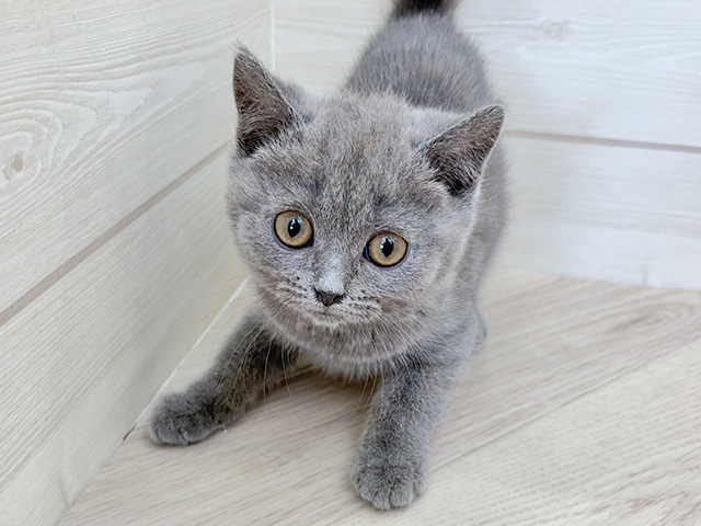 茨城県のブリティッシュショートヘアー (ペッツファースト土浦店/2025年11月20日生まれ/女の子/ブルー)の子猫