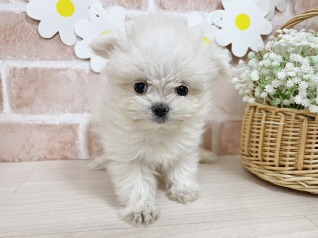 静岡県のポメマル/マルポメ(ポメラニアン×マルチーズ) (ペッツファースト富士南店/2025年11月26日生まれ/男の子/クリームホワイト)の子犬の1枚目の画像