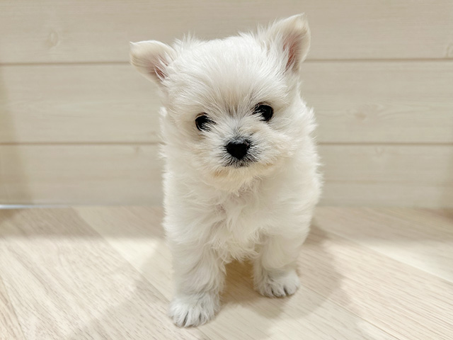 東京都のポメマル/マルポメ(ポメラニアン×マルチーズ) (ペッツファースト豊洲店/2025年11月26日生まれ/女の子/クリームホワイト)の子犬の1枚目の画像