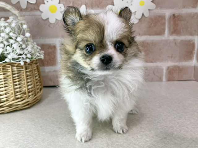 東京都のポメチワ/チワポメ/ポメチー(ポメラニアン×チワワ) (ペッツファーストお台場店/2025年11月26日生まれ/女の子/パーティーカラー)の子犬の1枚目の画像