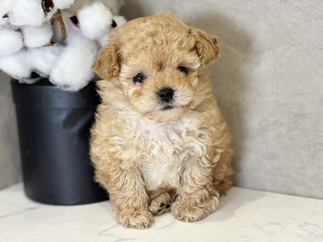 愛知県のトイプードル(ティーカップ) (ペッツファースト名古屋栄店/2025年11月26日生まれ/男の子/アプリコット)の子犬