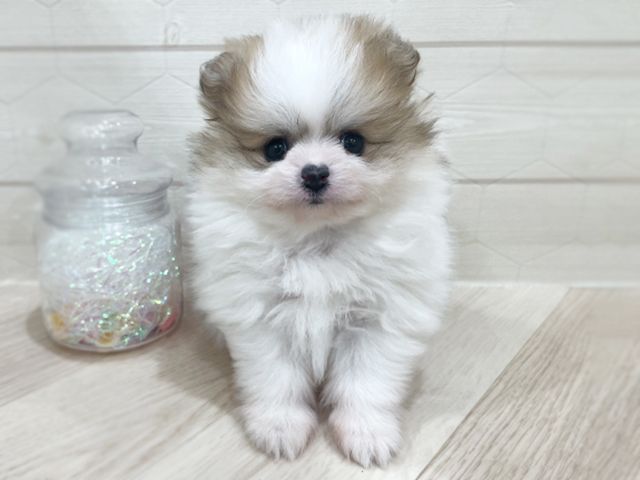 東京都のポメラニアン (ペッツファースト吉祥寺サンロード店/2025年11月25日生まれ/女の子/パーティーカラー)の子犬