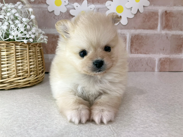 東京都のポメラニアン (ペッツファーストお台場店/2025年11月25日生まれ/男の子/クリーム)の子犬