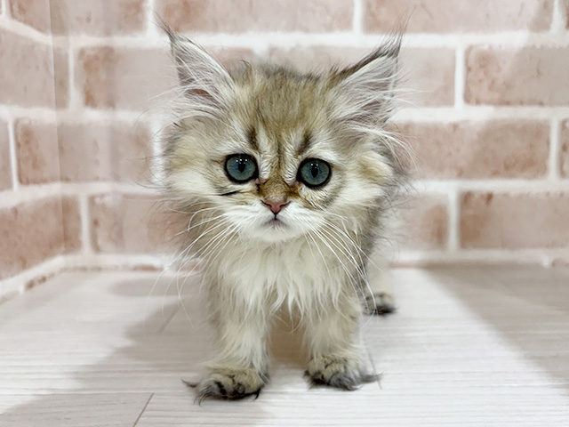 ブリティッシュ