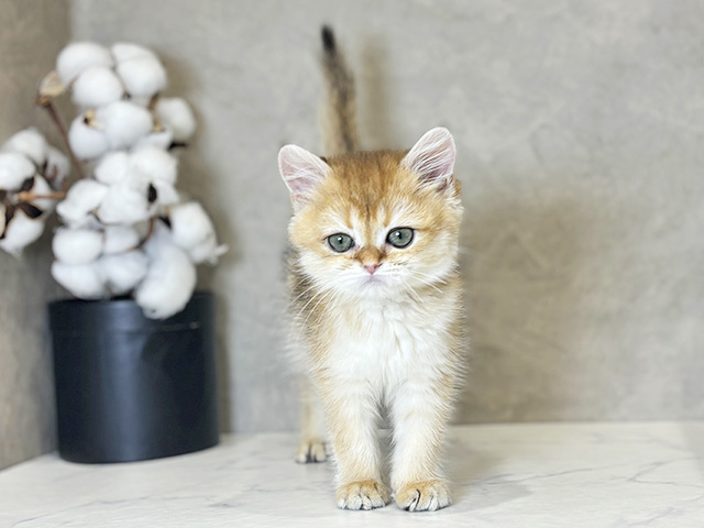 愛知県のブリティッシュショートヘアー (ペッツファースト名古屋栄店/2025年11月19日生まれ/女の子/ブラックゴールデンシェーデット)の子猫