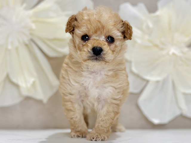 東京都のトイプードル(ティーカップ) (ペッツファースト原宿店/2025年11月25日生まれ/女の子/アプリコット)の子犬の1枚目の画像