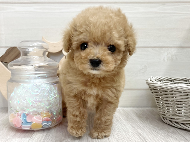 愛知県のトイプードル(ティーカップ) (ペッツファースト大高店/2025年11月25日生まれ/男の子/アプリコット)の子犬の1枚目の画像