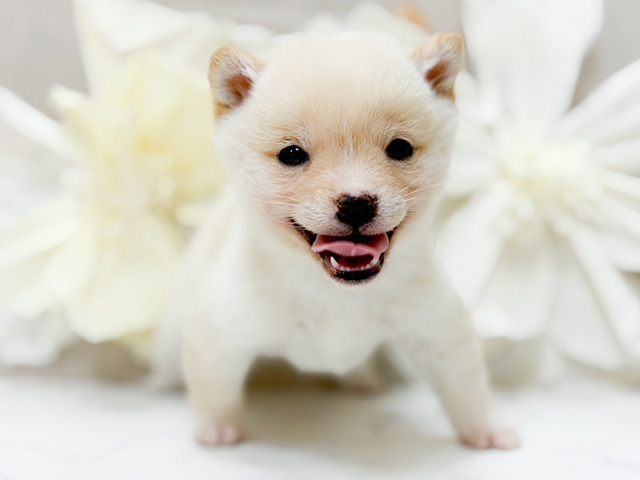 東京都の豆柴 (ペッツファースト恵比寿店/2025年11月22日生まれ/女の子/白)の子犬
