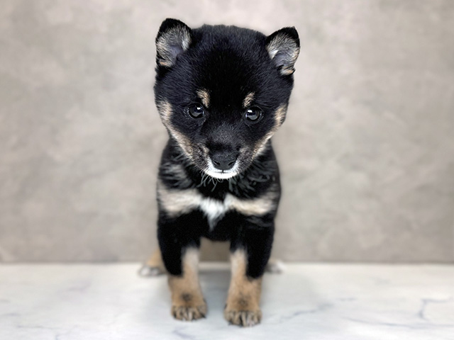 埼玉県の極小豆柴 (ペッツファーストPETEMOレイクタウンmori店/2025年11月25日生まれ/女の子/黒)の子犬の1枚目の画像