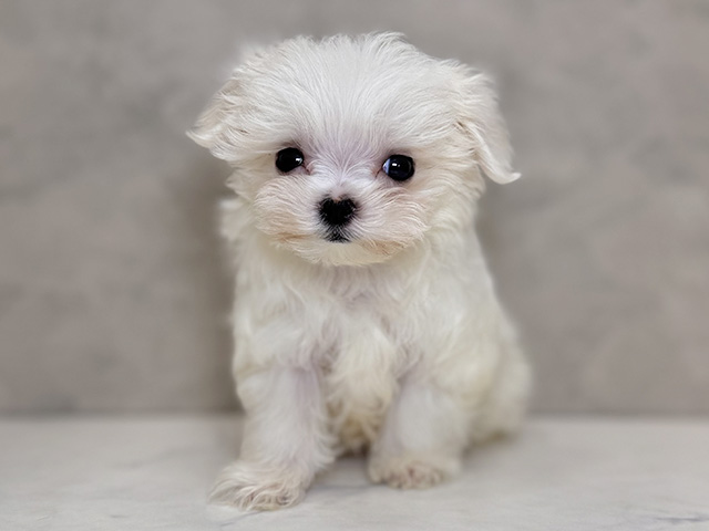 埼玉県のマルチーズ (ペッツファーストPETEMOレイクタウンmori店/2025年11月21日生まれ/女の子/ホワイト)の子犬の1枚目の画像