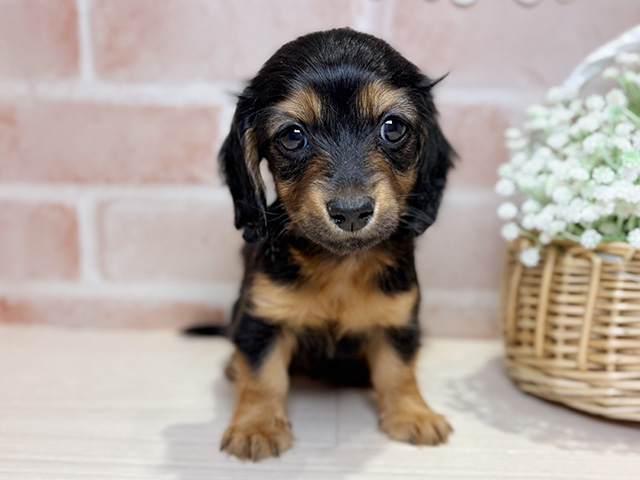 埼玉県のカニンヘンダックスフンド(ロング) (ペッツファースト入間店/2025年11月26日生まれ/男の子/ブラックタン)の子犬