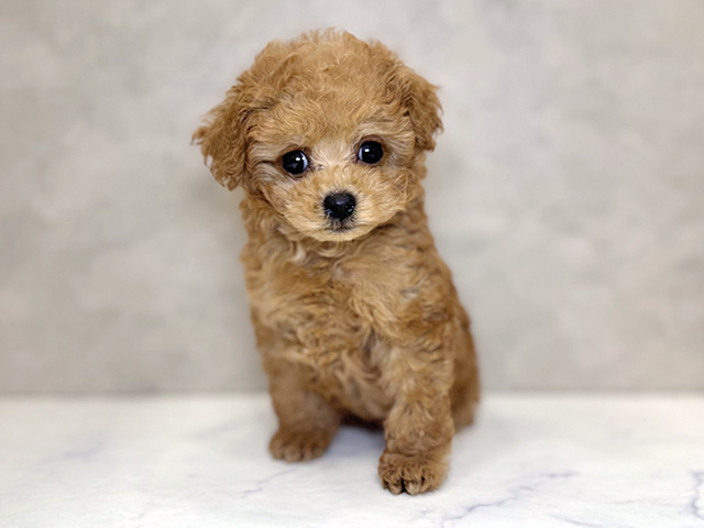 埼玉県のトイプードル(トイ) (ペッツファーストPETEMOレイクタウンmori店/2025年11月26日生まれ/男の子/レッド)の子犬の1枚目の画像