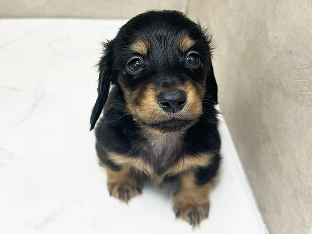福岡県のミニチュアダックスフンド(ロング) (ペッツファースト大牟田店/2025年11月26日生まれ/男の子/ブラックタン)の子犬の1枚目の画像